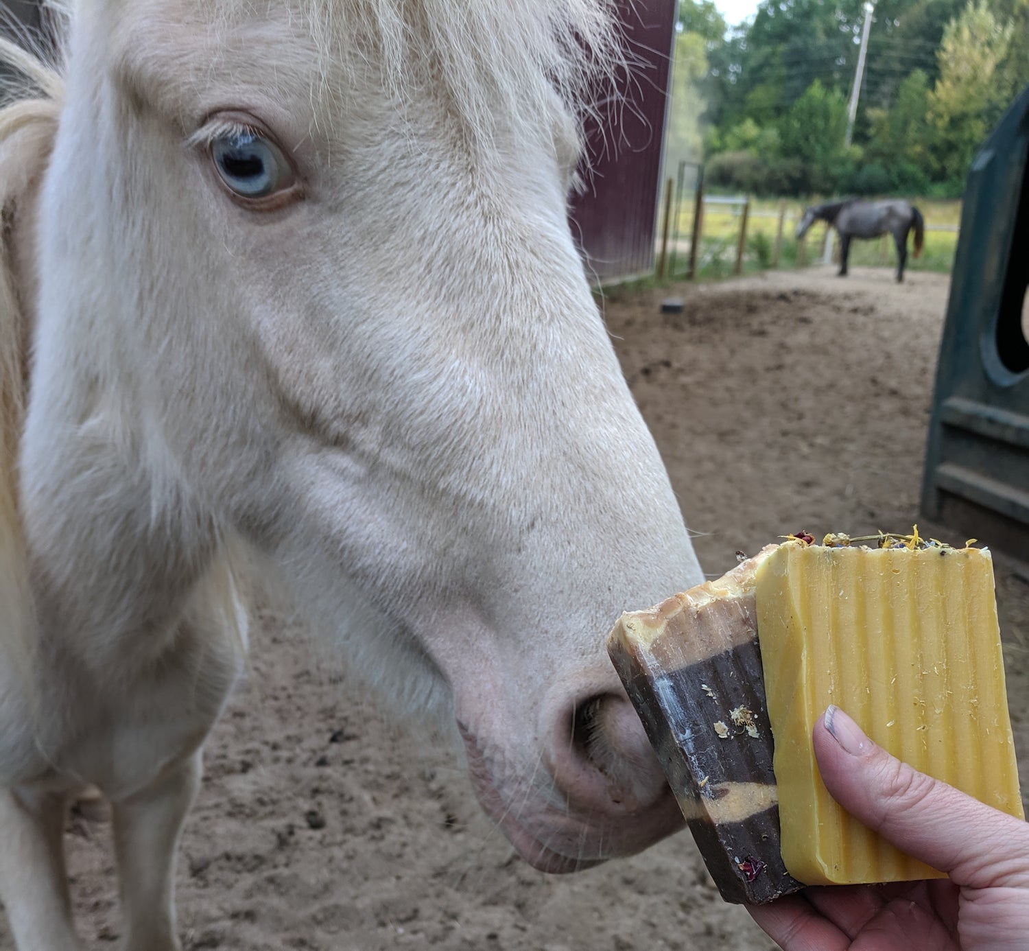 Save the Ponies with Soap!