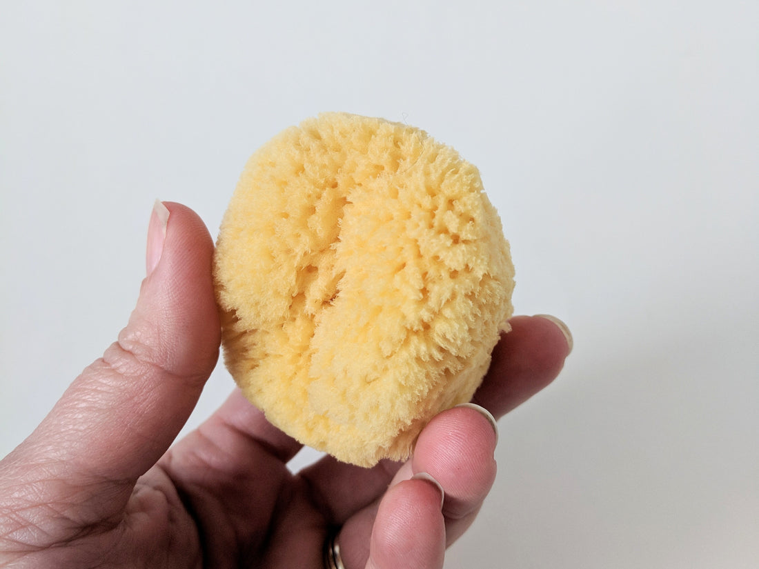 Caribbean Sea Silk Sponge