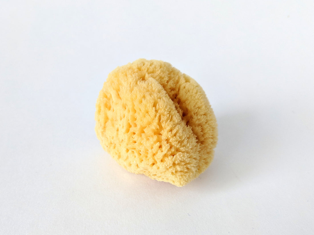 Caribbean Sea Silk Sponge